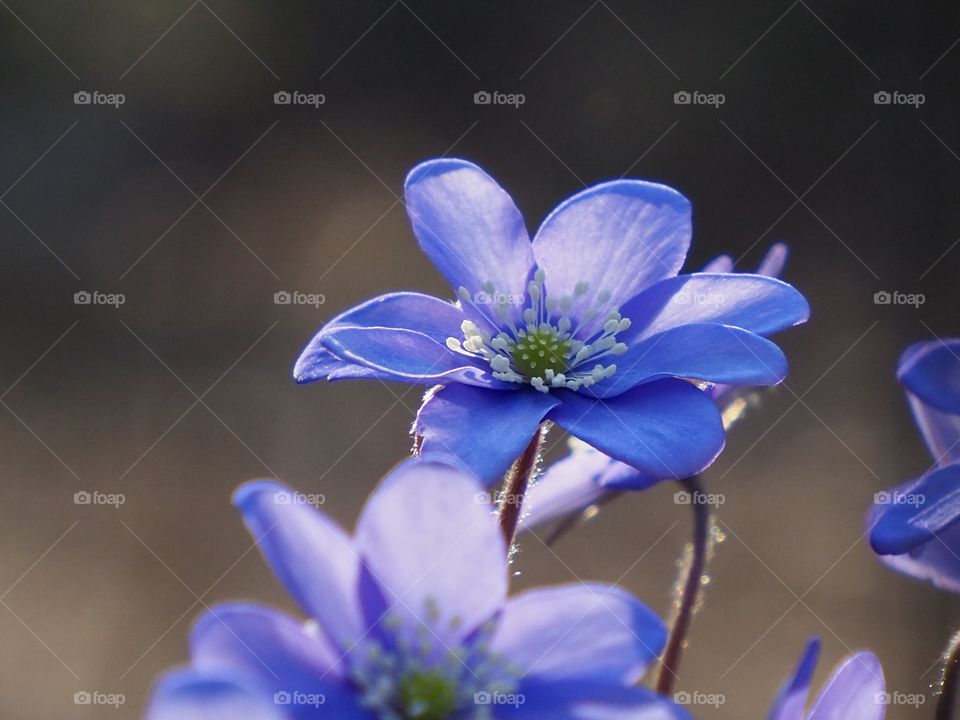 Hepatica