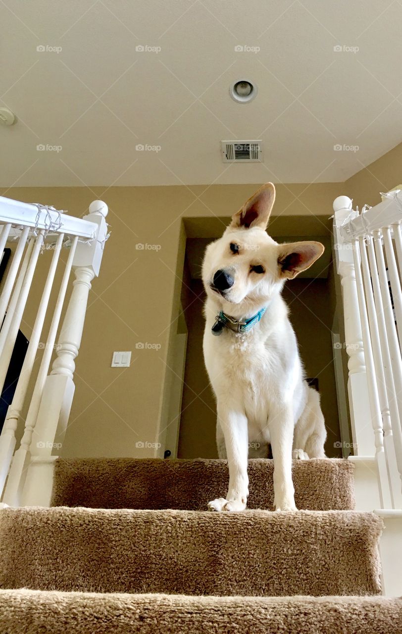Harlee, the white german Shepherd, patiently waits at the top of the stairs for me.