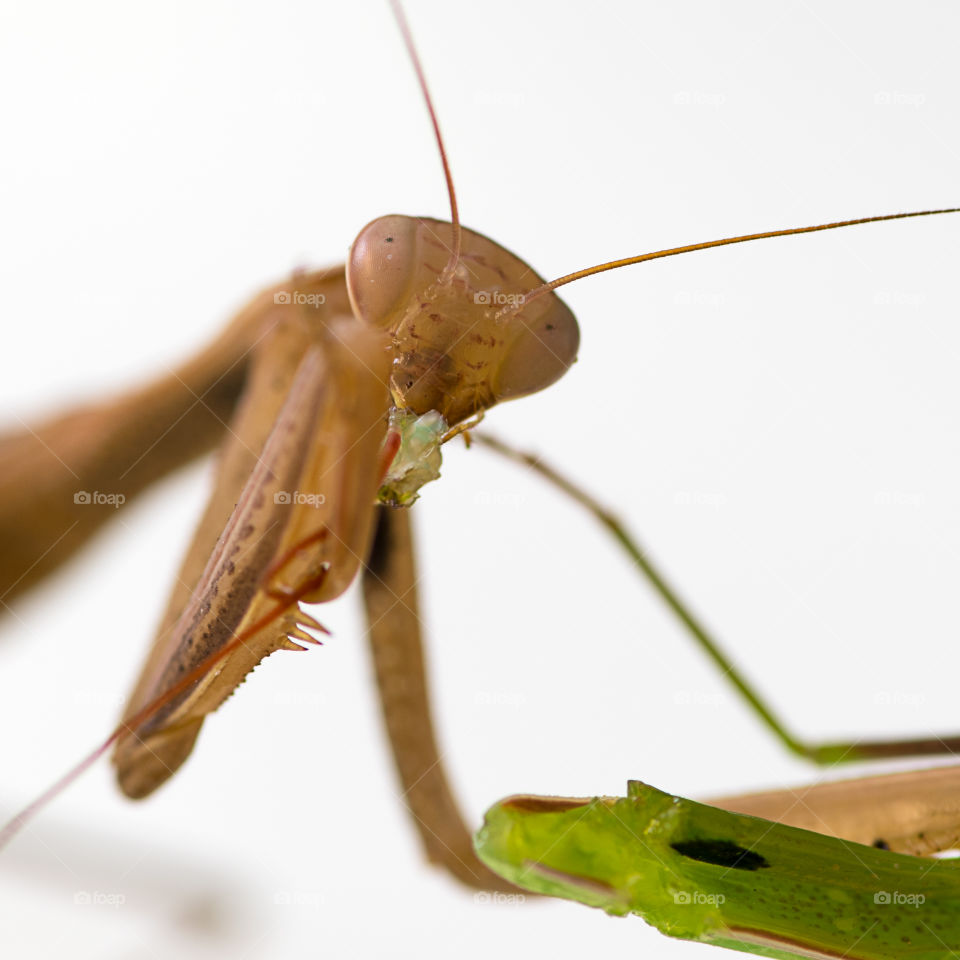 Close-up of brown Insect mantis religiosa