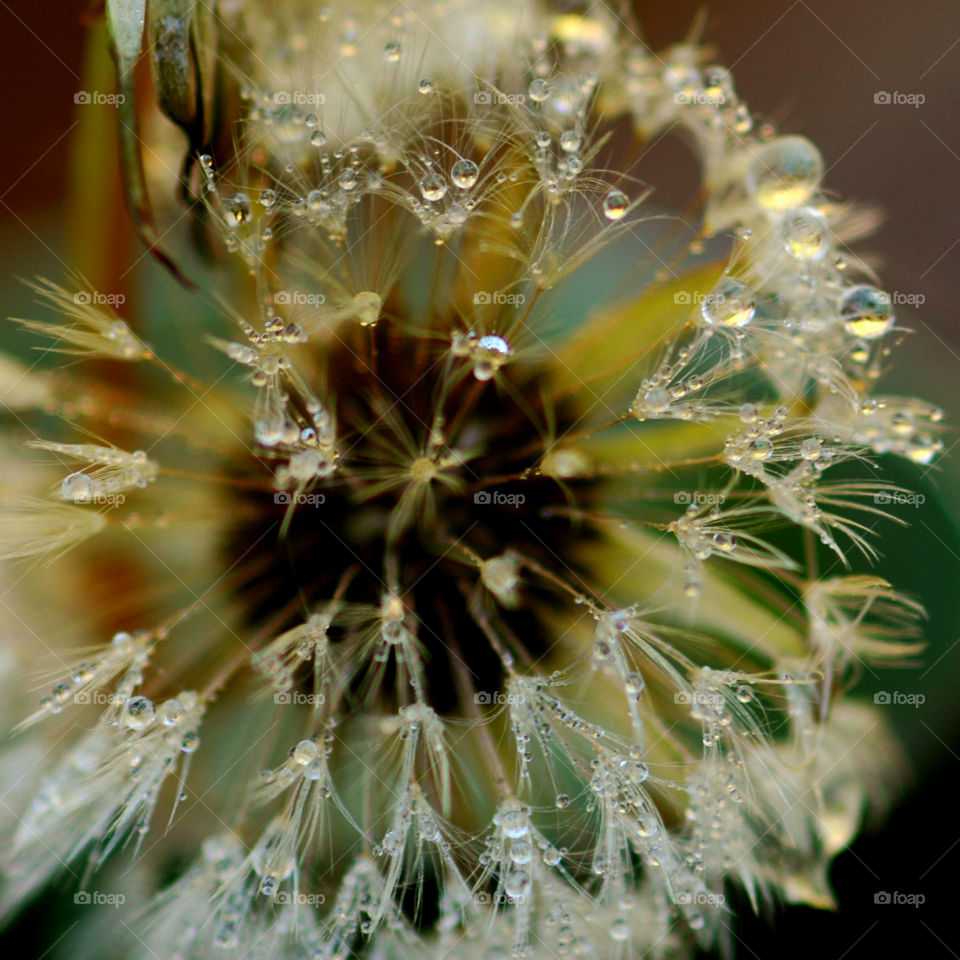 A macro photograph of a Dandelion head with shimmering dew drops!