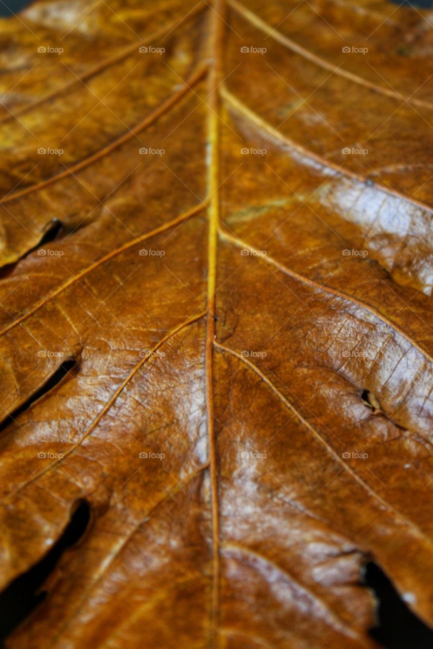 sukun leaf