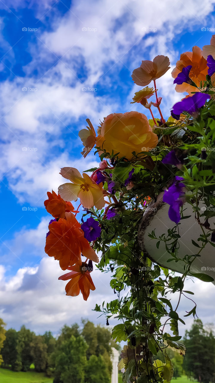 Flowers in the sky