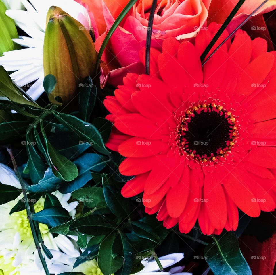 Gerbera