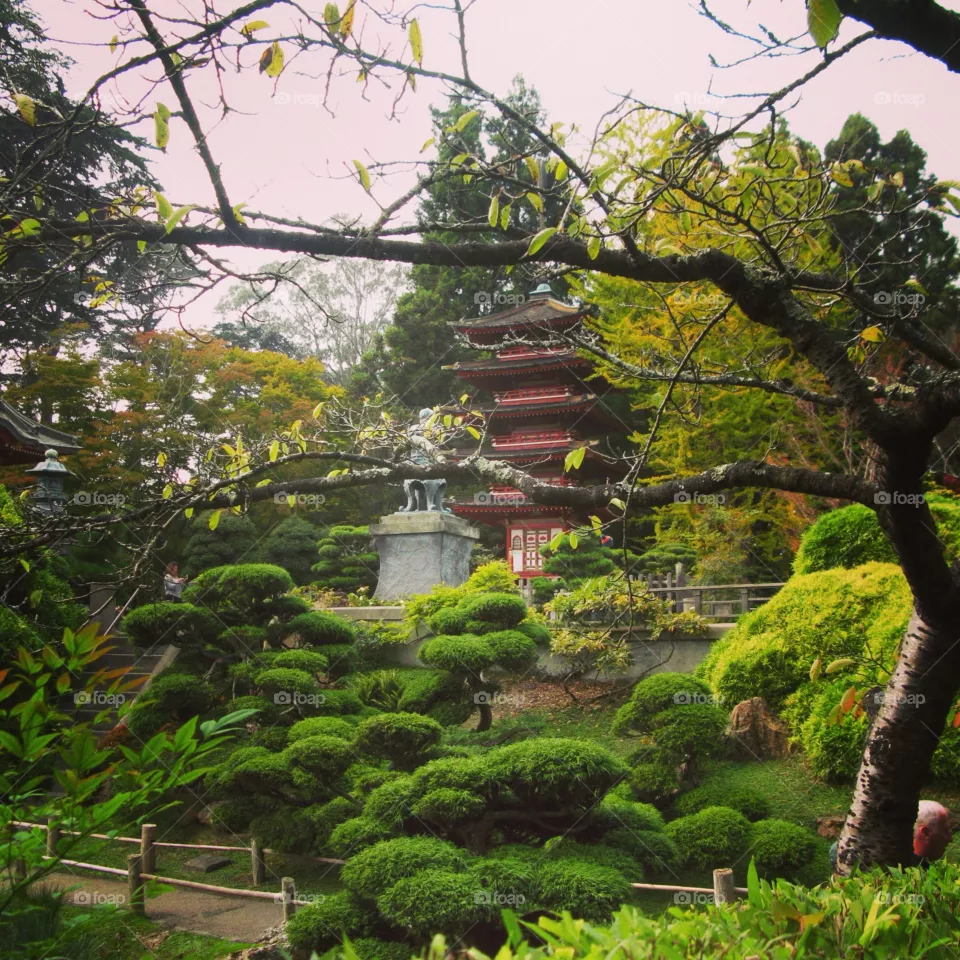tree