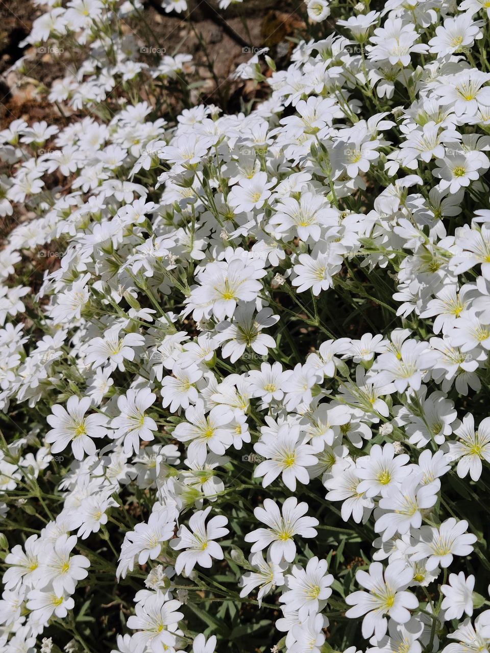 Plenty daisies on a walk.