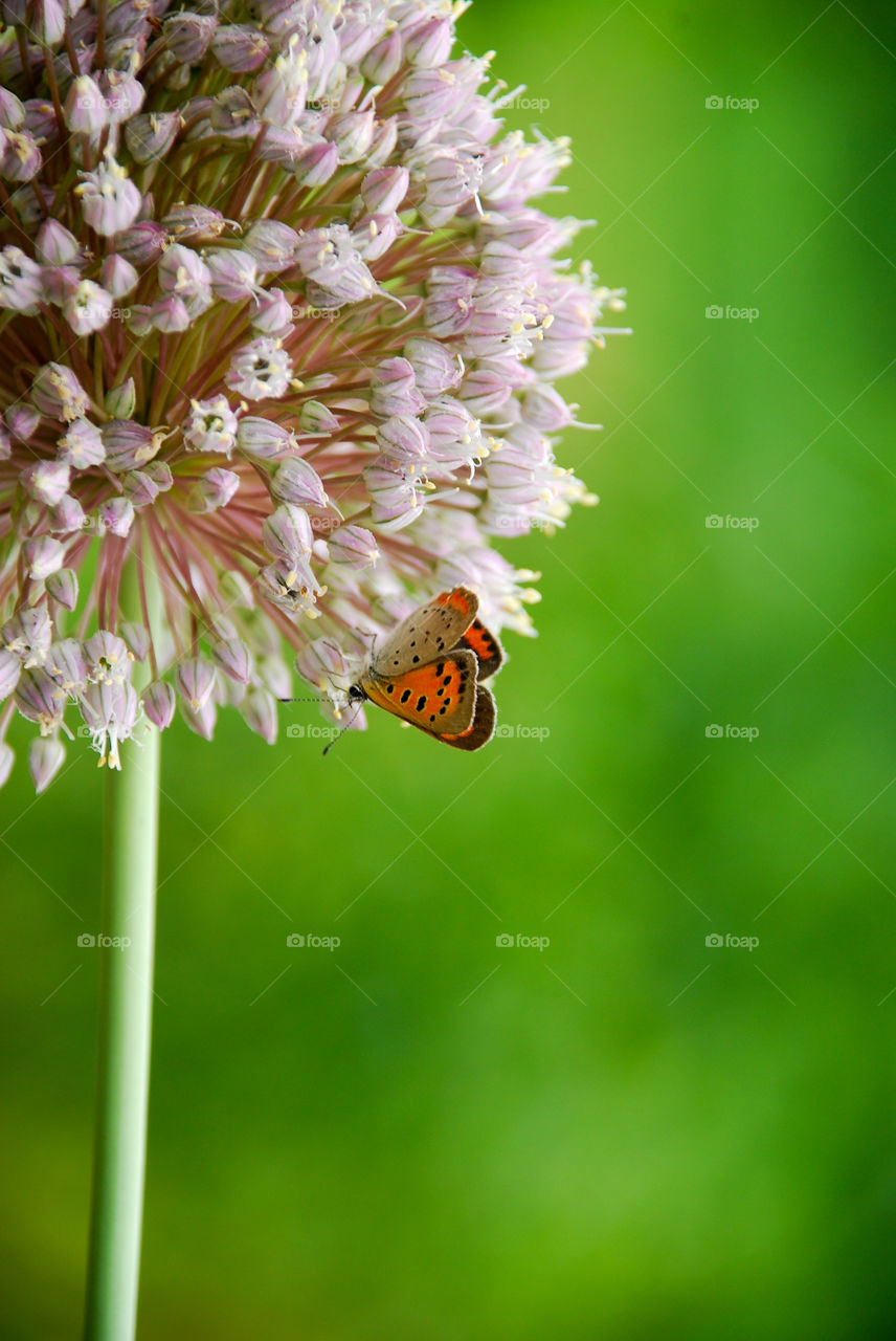 Butterfly Hanging from an Allum Bloom