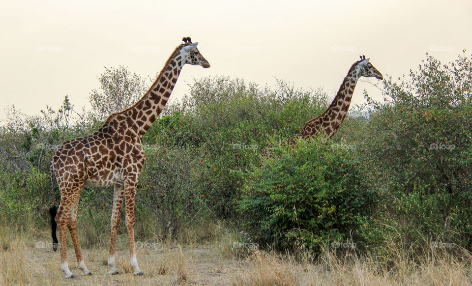 Giraffes in South Africa 