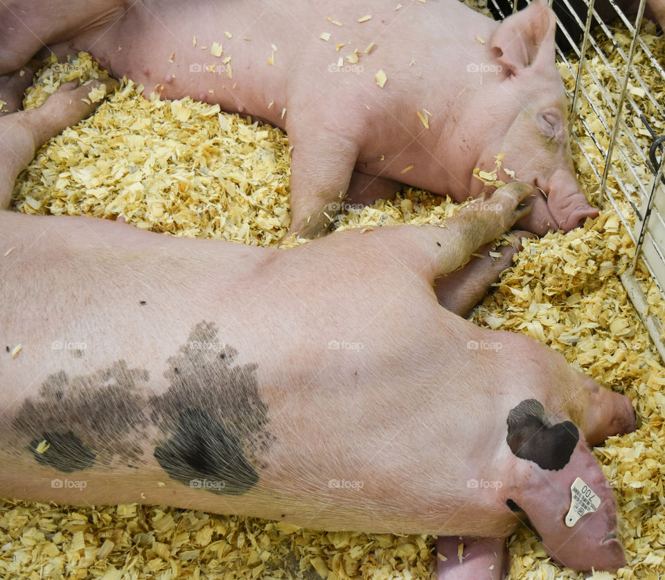 Two pigs sleeping at the state / county fair