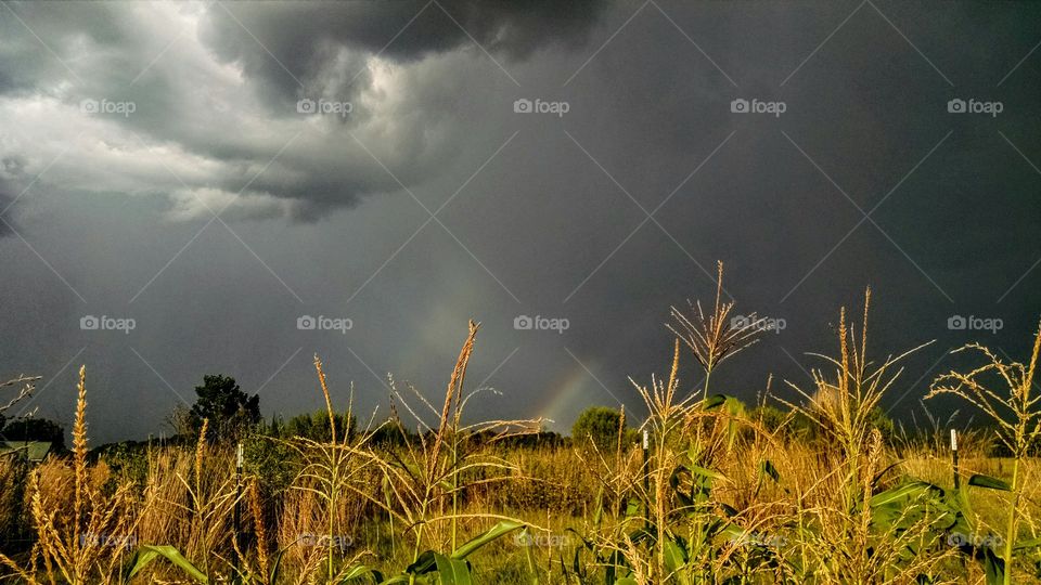 Incoming Storm Beyond the Cornfield with Rainbow