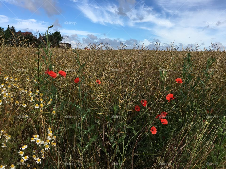 Poppies in a grain field