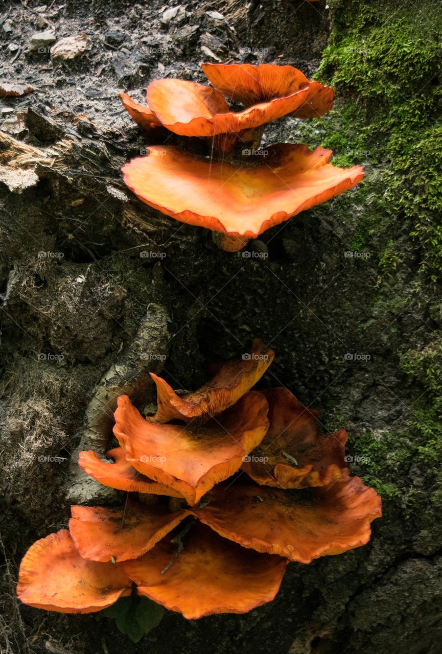wild orange mushrooms