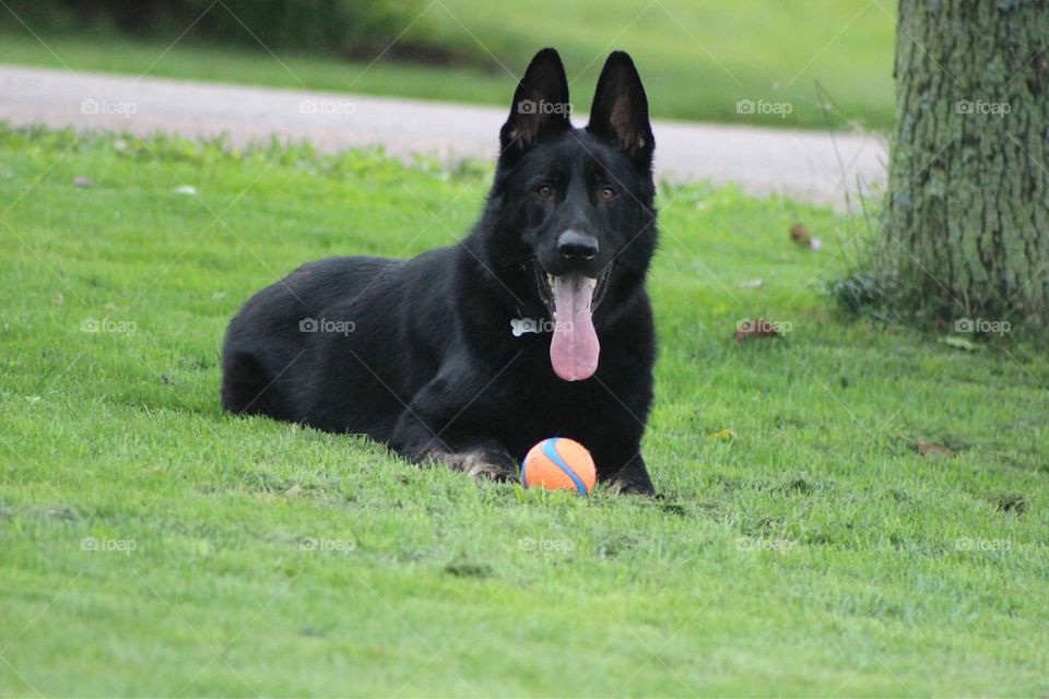 Our dog sitting and guarding his favorite ball. 