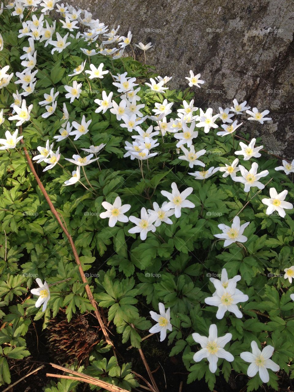 Close-up of white anemone flowers