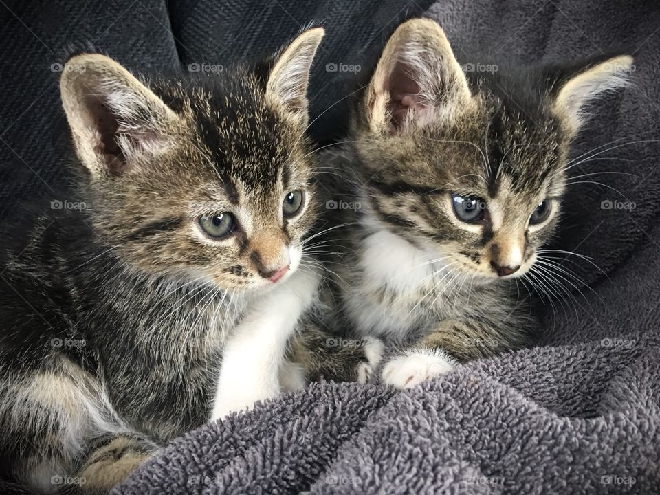 Litter mate kittens curled up in a towel