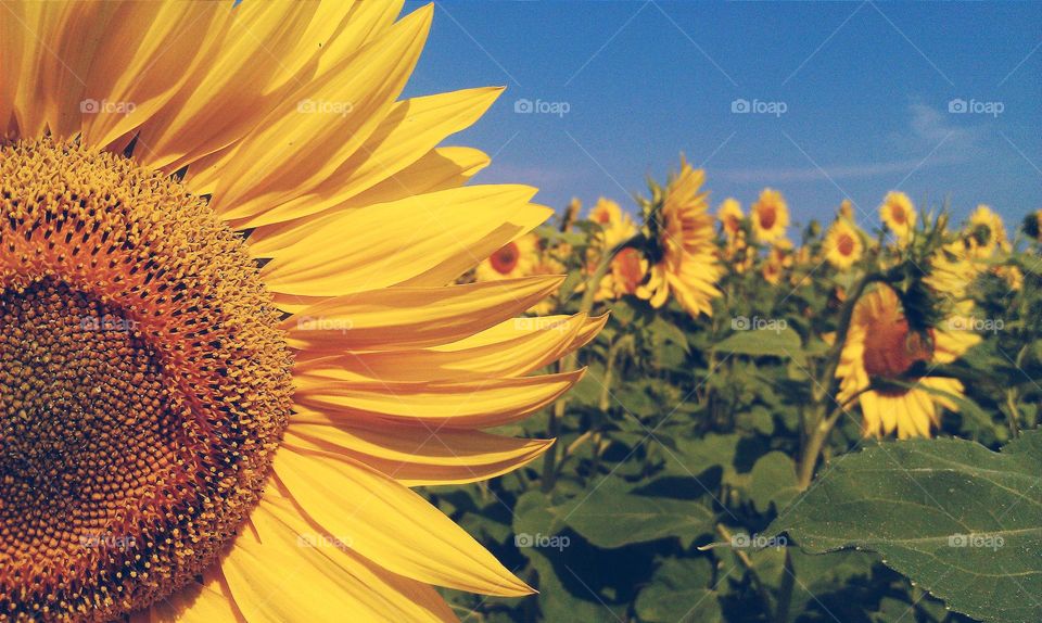 yellow sunflower