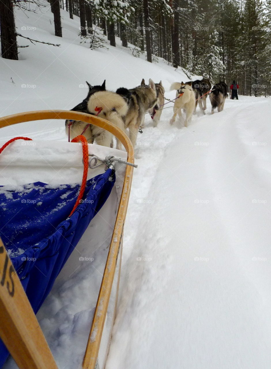 On a husky sledge tour in Kuusamo, Finland. The pure joy and energy of the huskies is just amazing. 