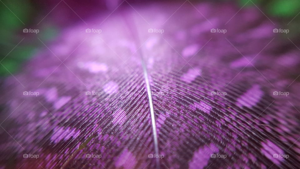 Purple feather