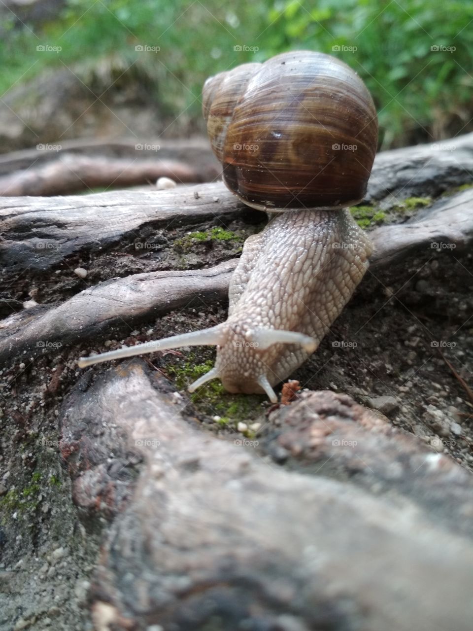 Snail Life