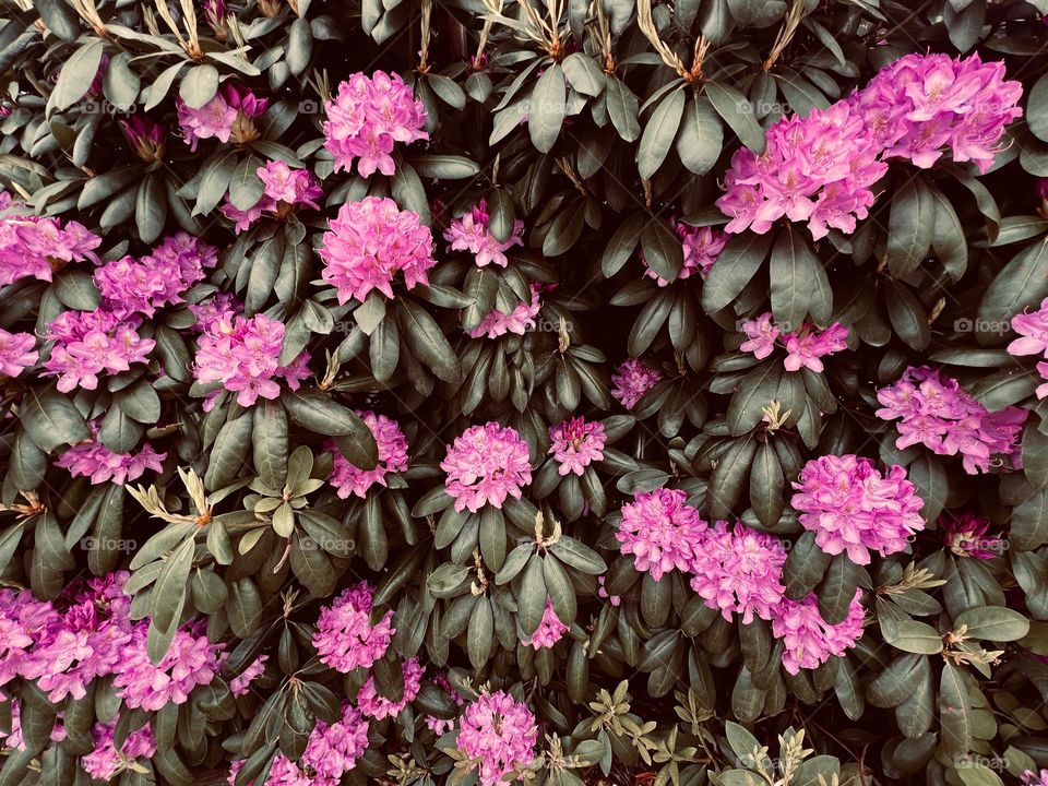 Photography of Rhododendron flowers 