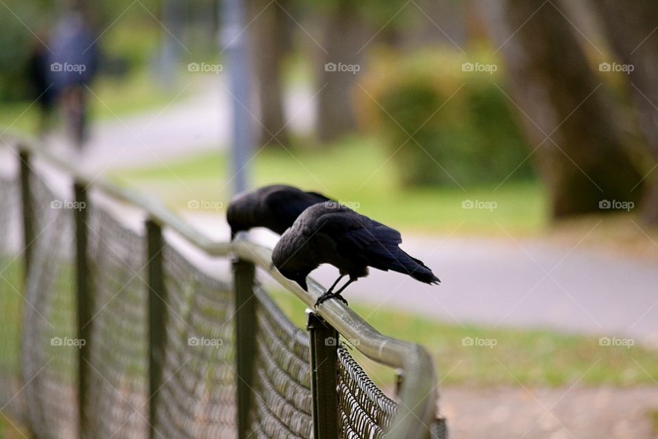 Two jackdaws on a fence in a park