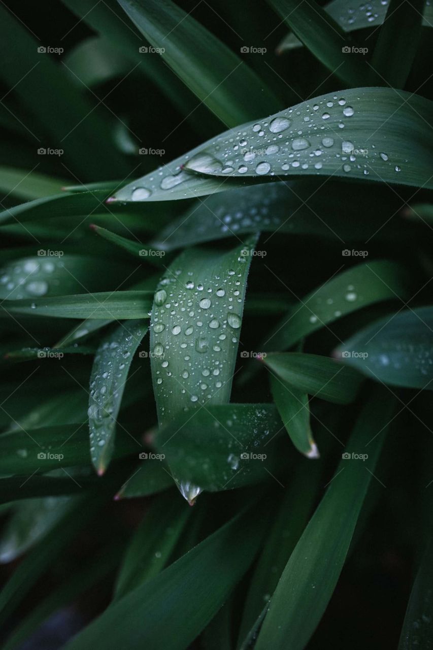 leaves with raindrops