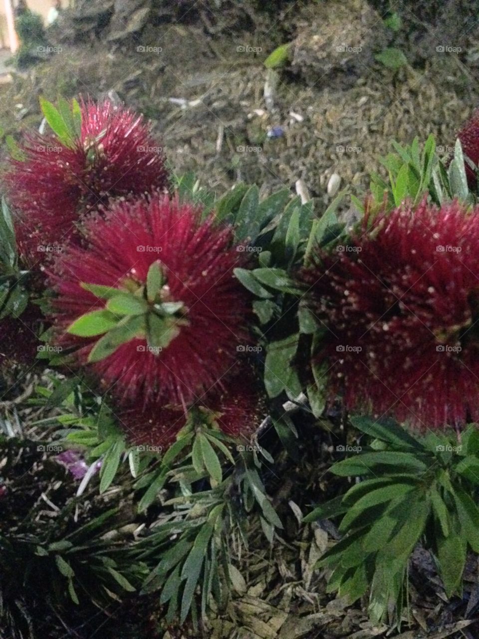 Red Flower Balls

Published by:
HappyBrownMonkey 