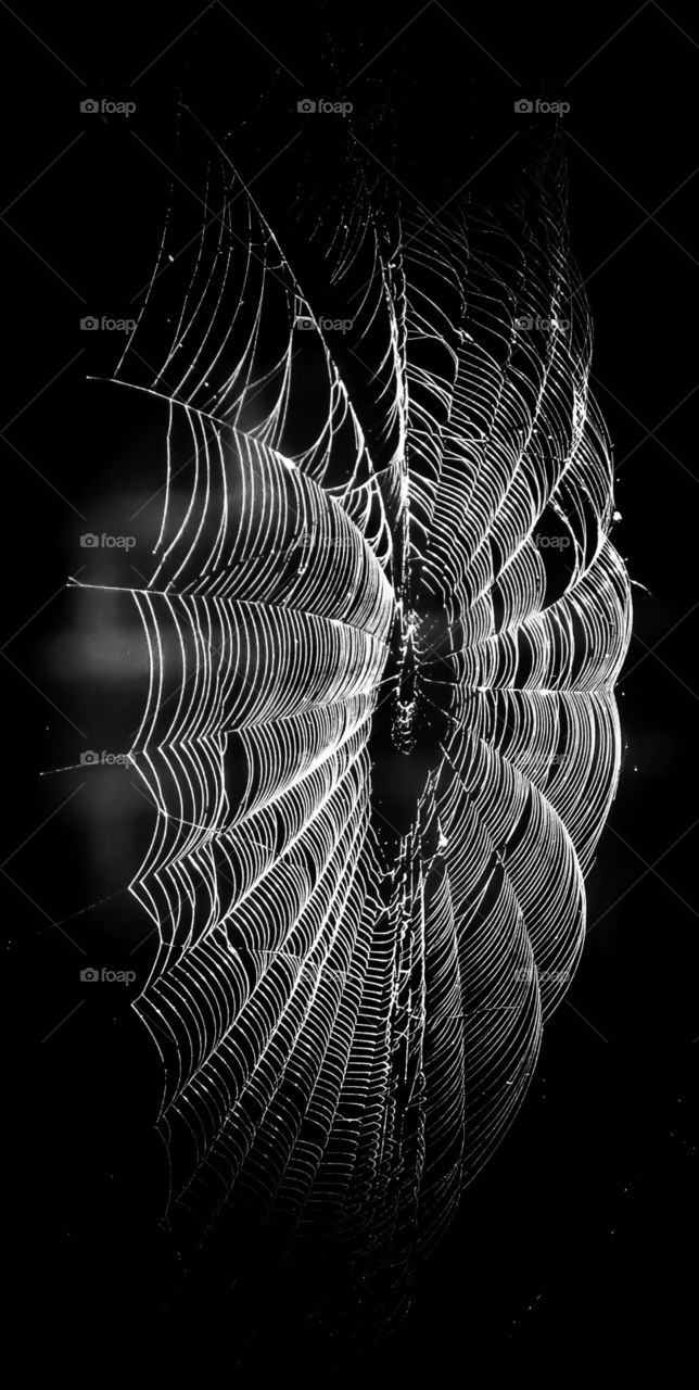 Spider Web