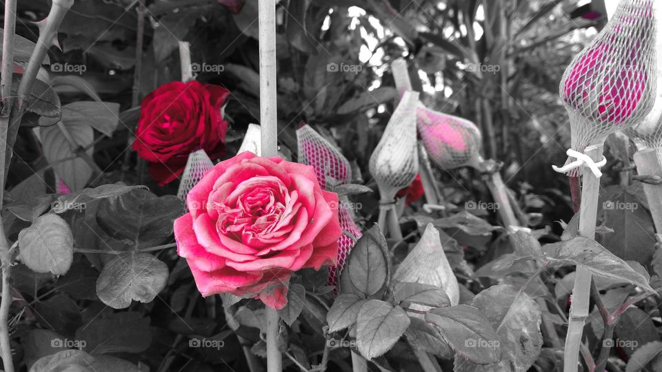 Lindas rosas e botões; magenta,  vermelha, branca...