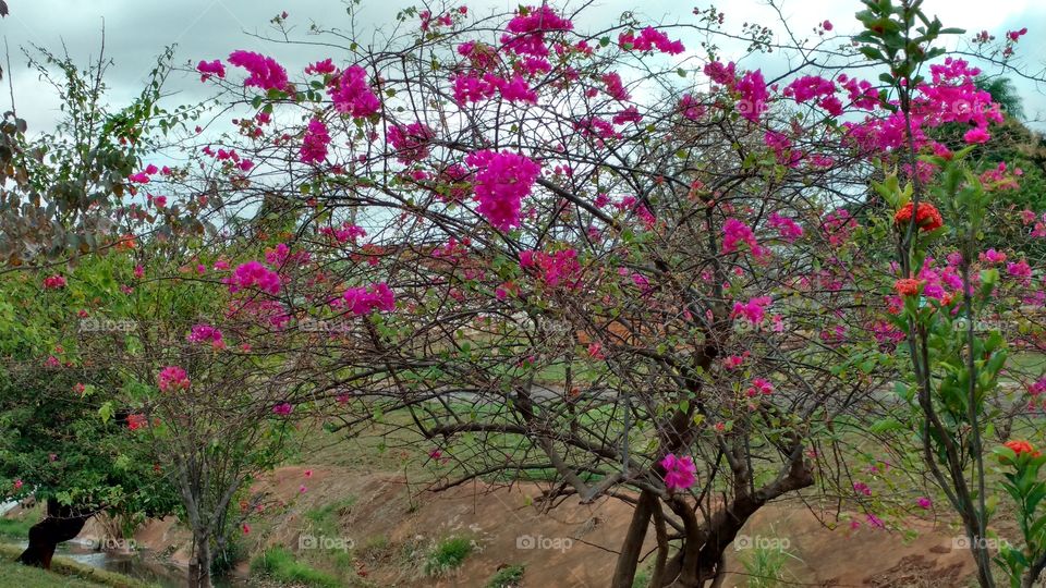 Jardins das avenidas com córregos.
