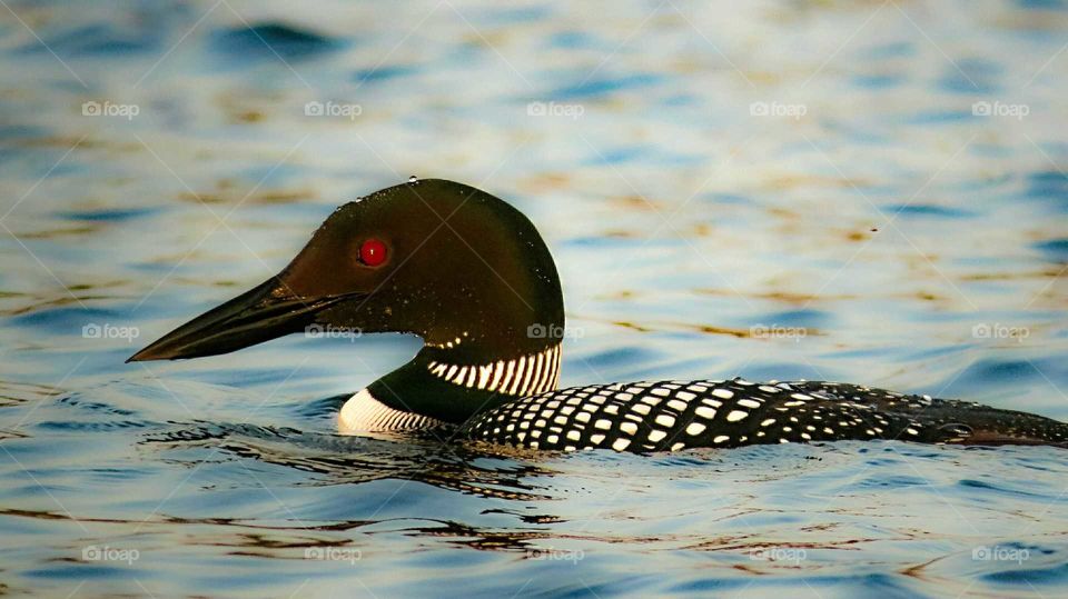 My love of the Common Loon