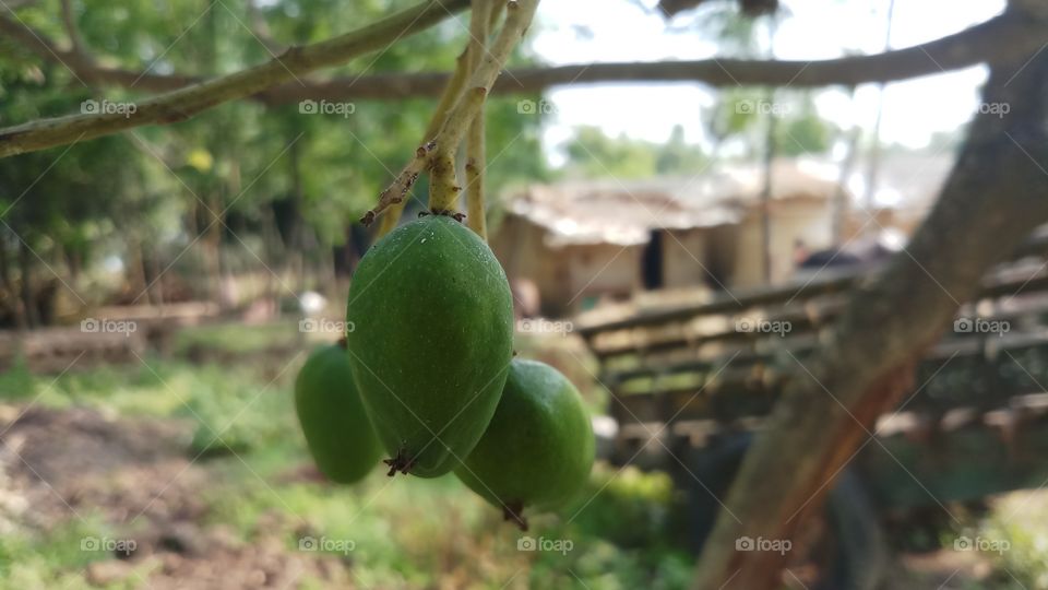 Mango fruit / Mangifera indica bunch on the tree, Guimaras Island, Philippines!