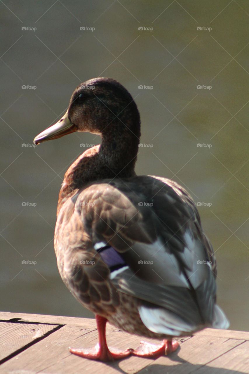 Duck