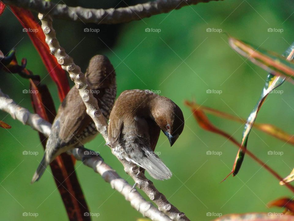 Old brown (chocolate) body dorsal coloured of bird . Scally breasted munia with short tail and good spreading of black spots at the abdominal side of .