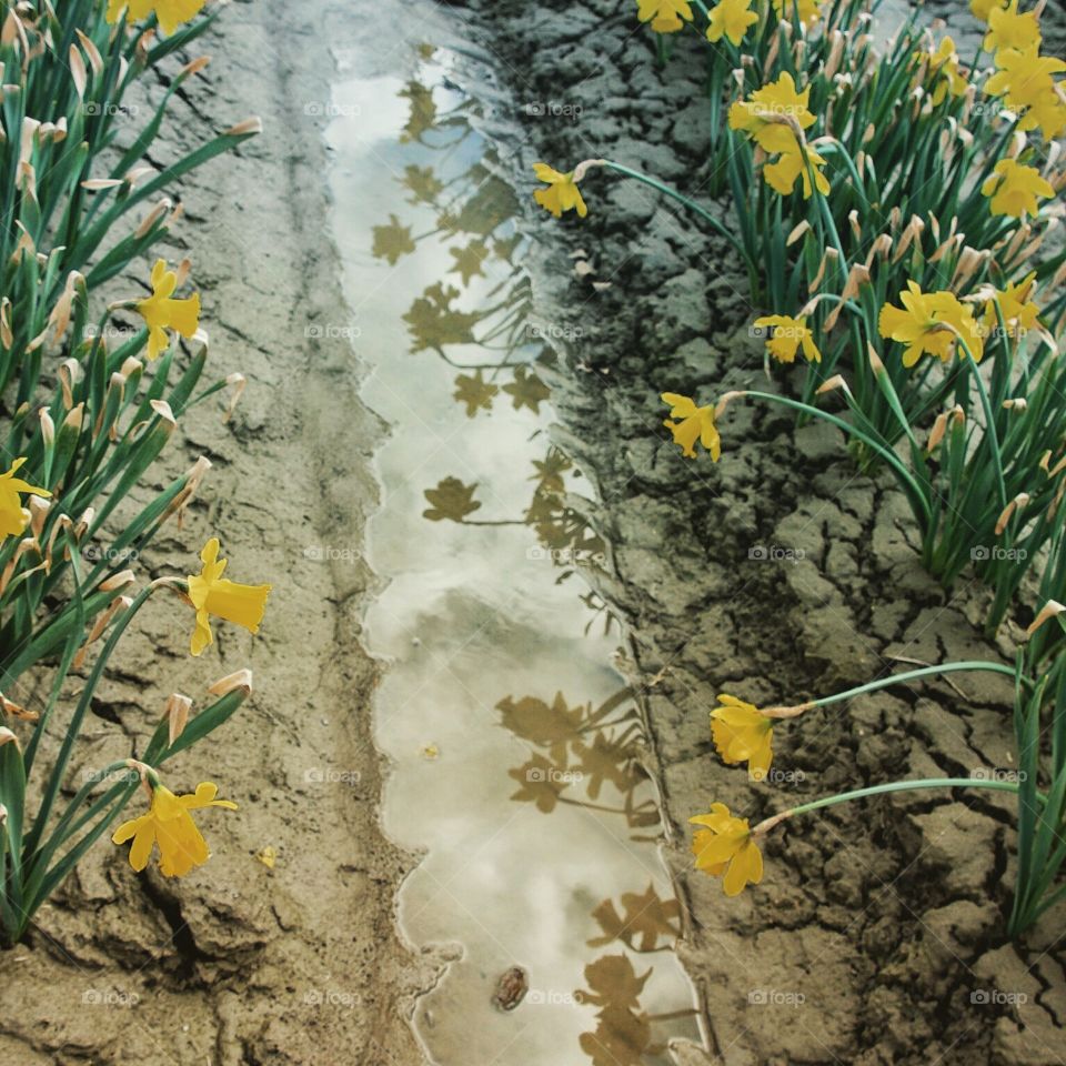 Daffodil reflection