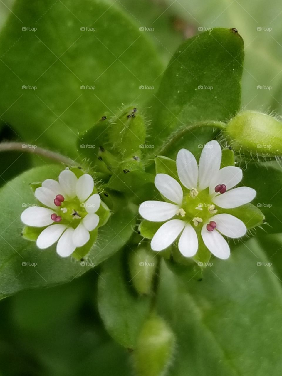 Tiny flowering Chickweed