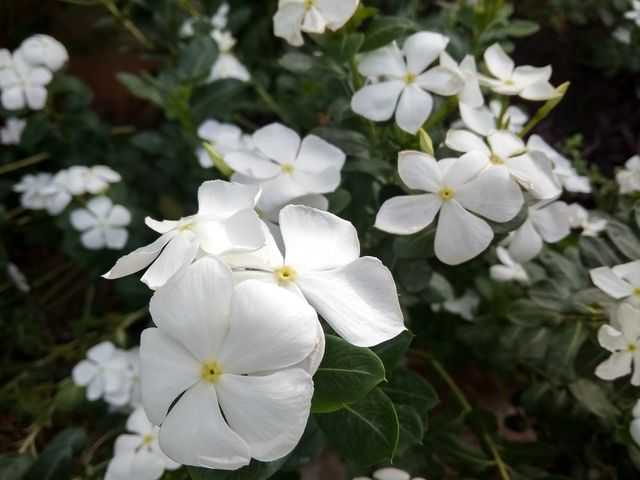 flower