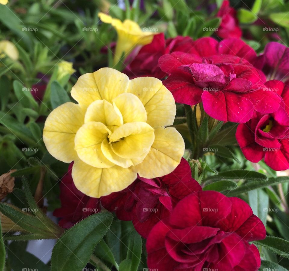 Flowers blooming in springtime