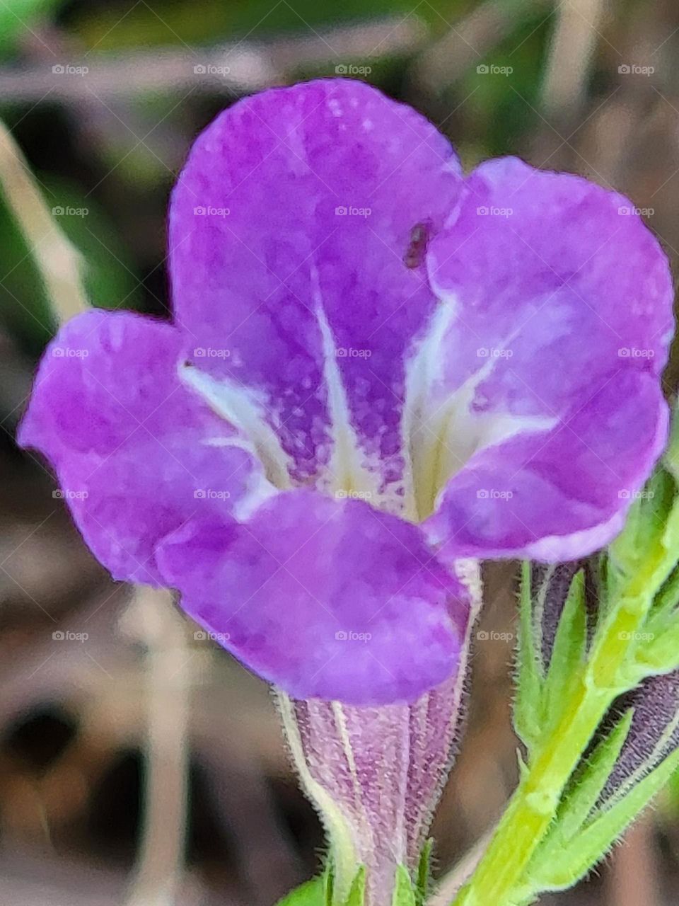 Inside of a purple flower. Pretty flowers.