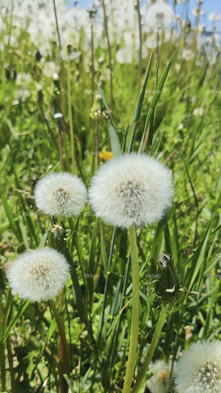 Dandelion