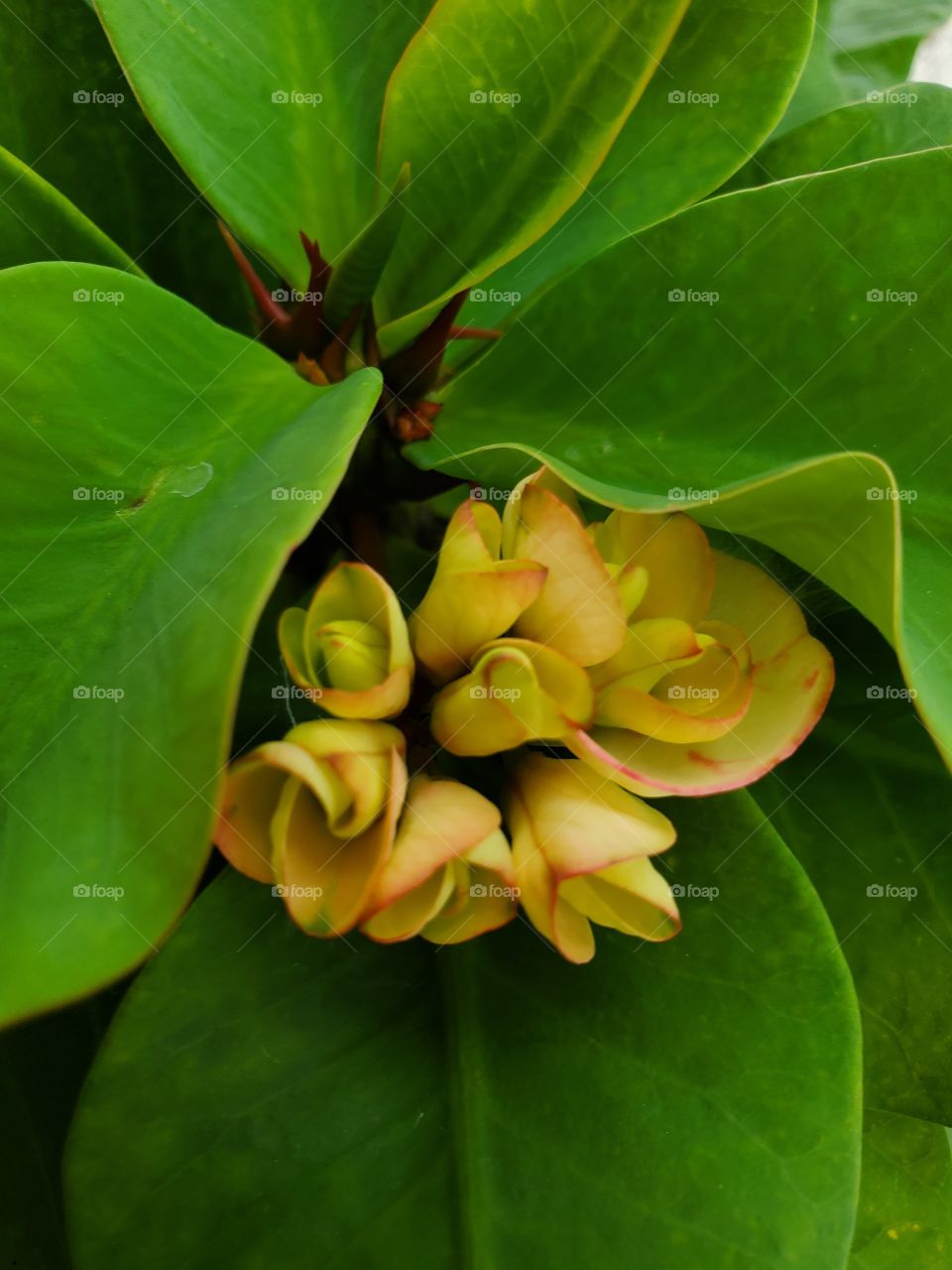 beautiful yellow corona de Cristo