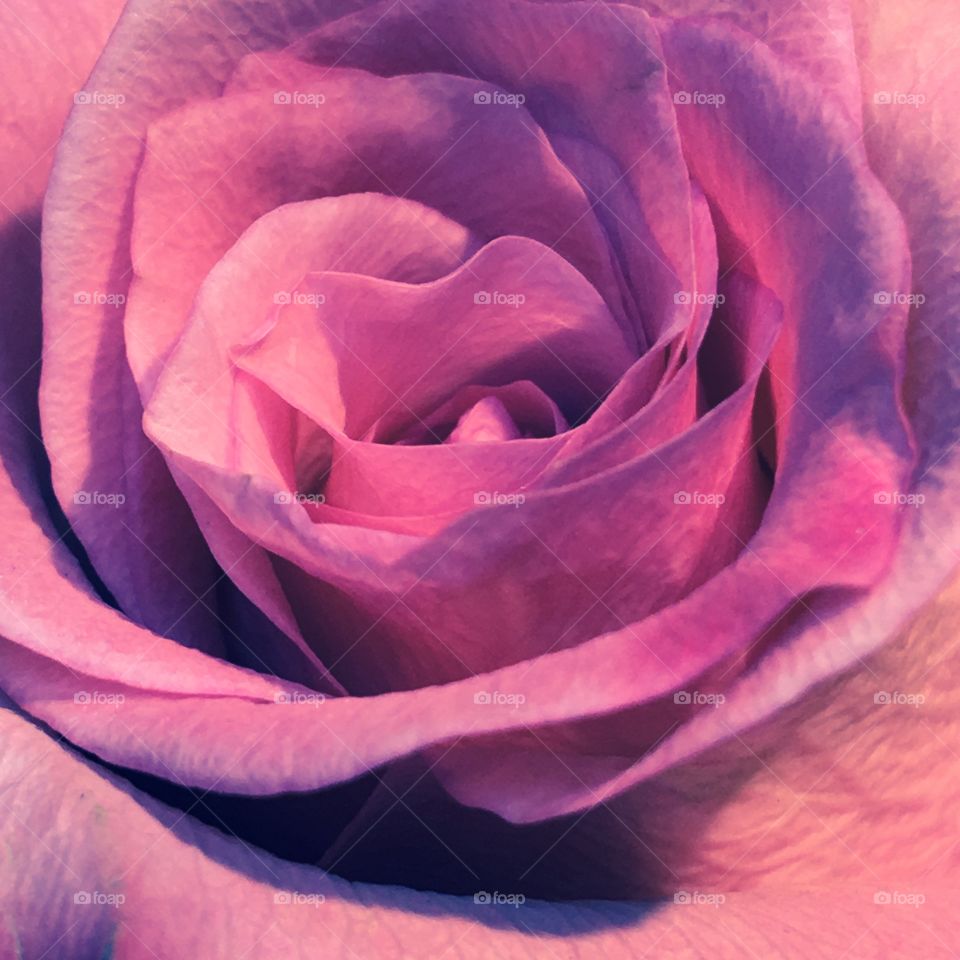 Lavender Purple Rose, macro photo.🌹
