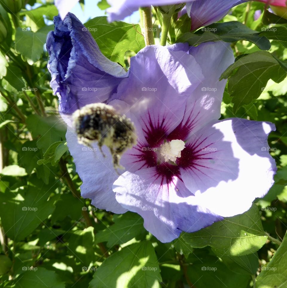 Bee and Hibiscus 