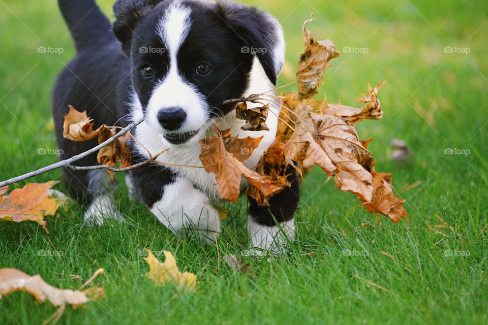 Grass, Dog, Animal, Mammal, Cute