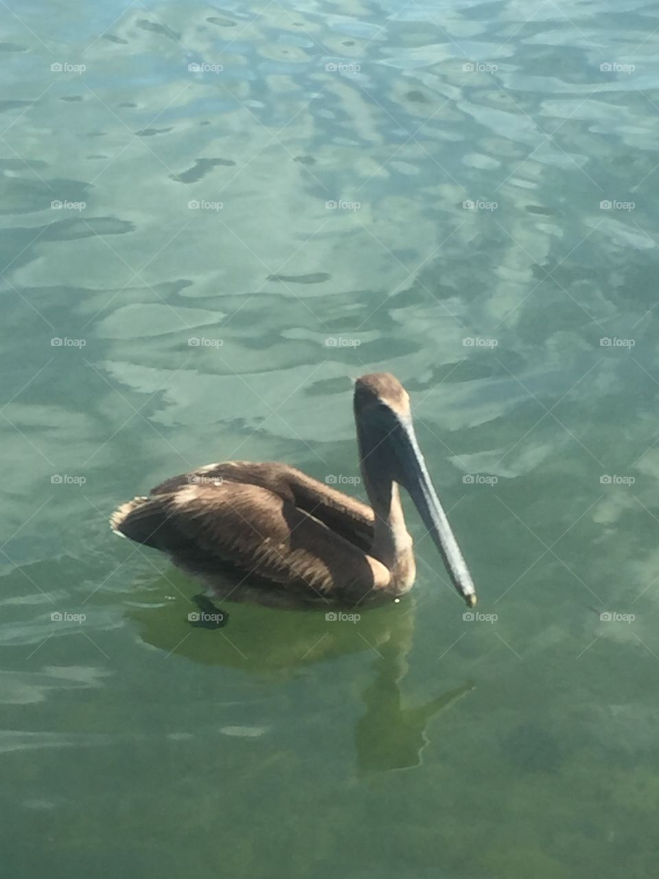 Pelican 