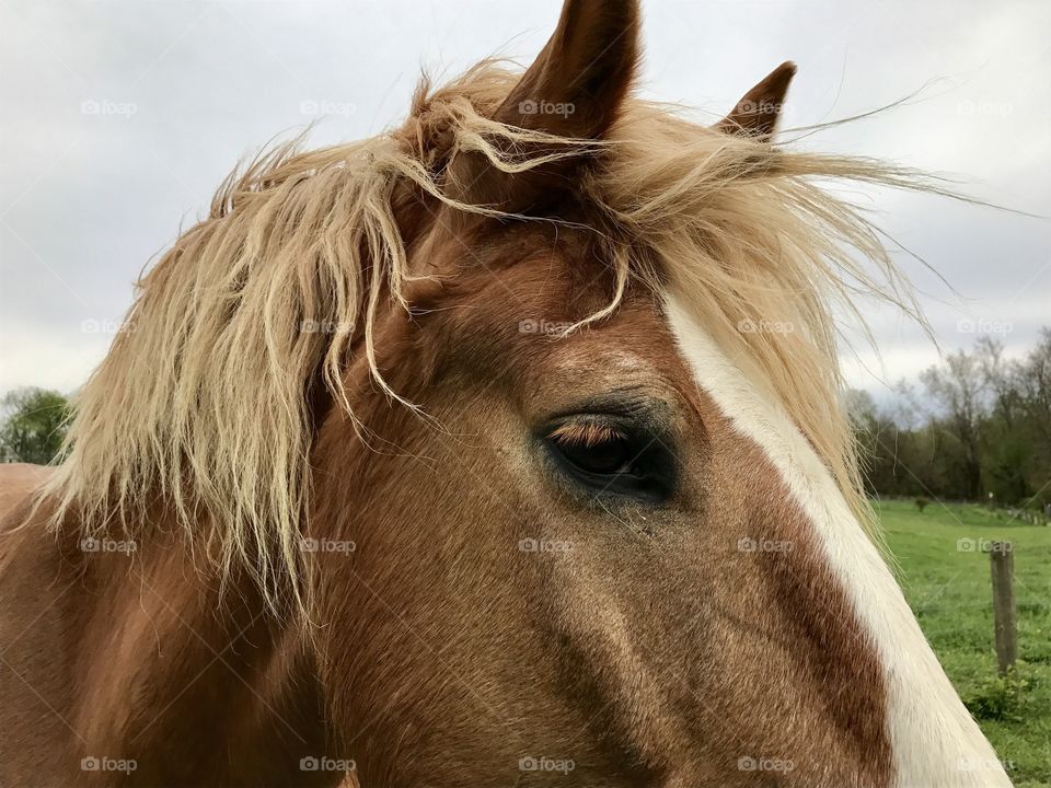 Draft horse