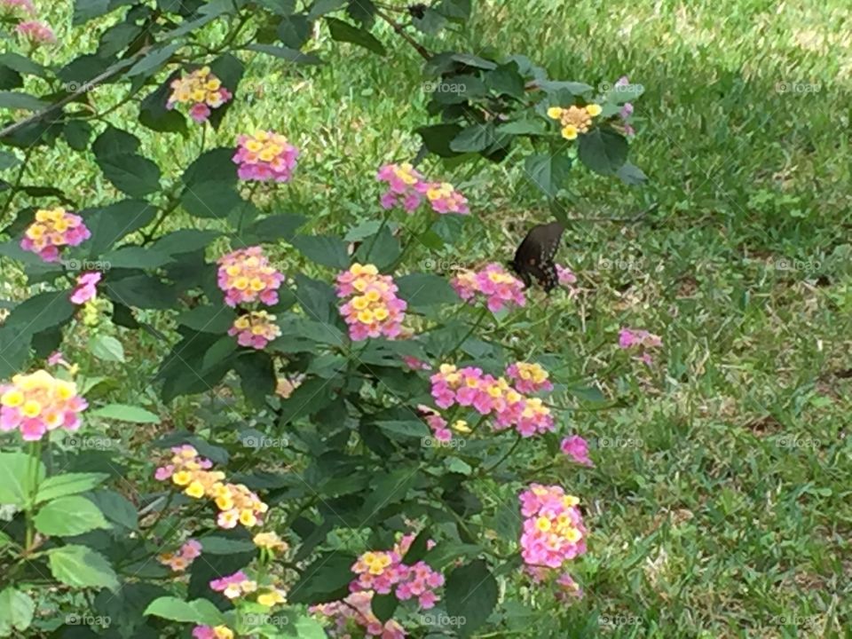Lantana