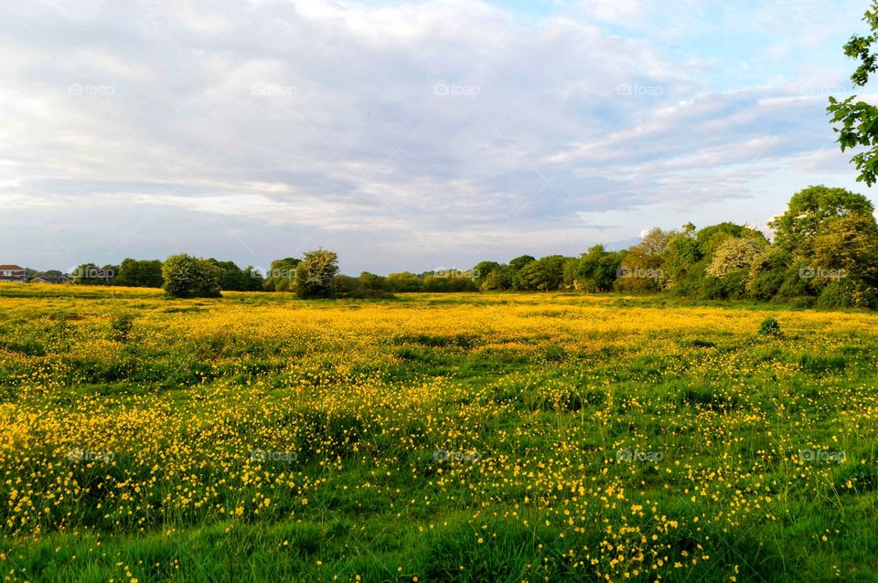 Buttercup meadow in the Meon Valley