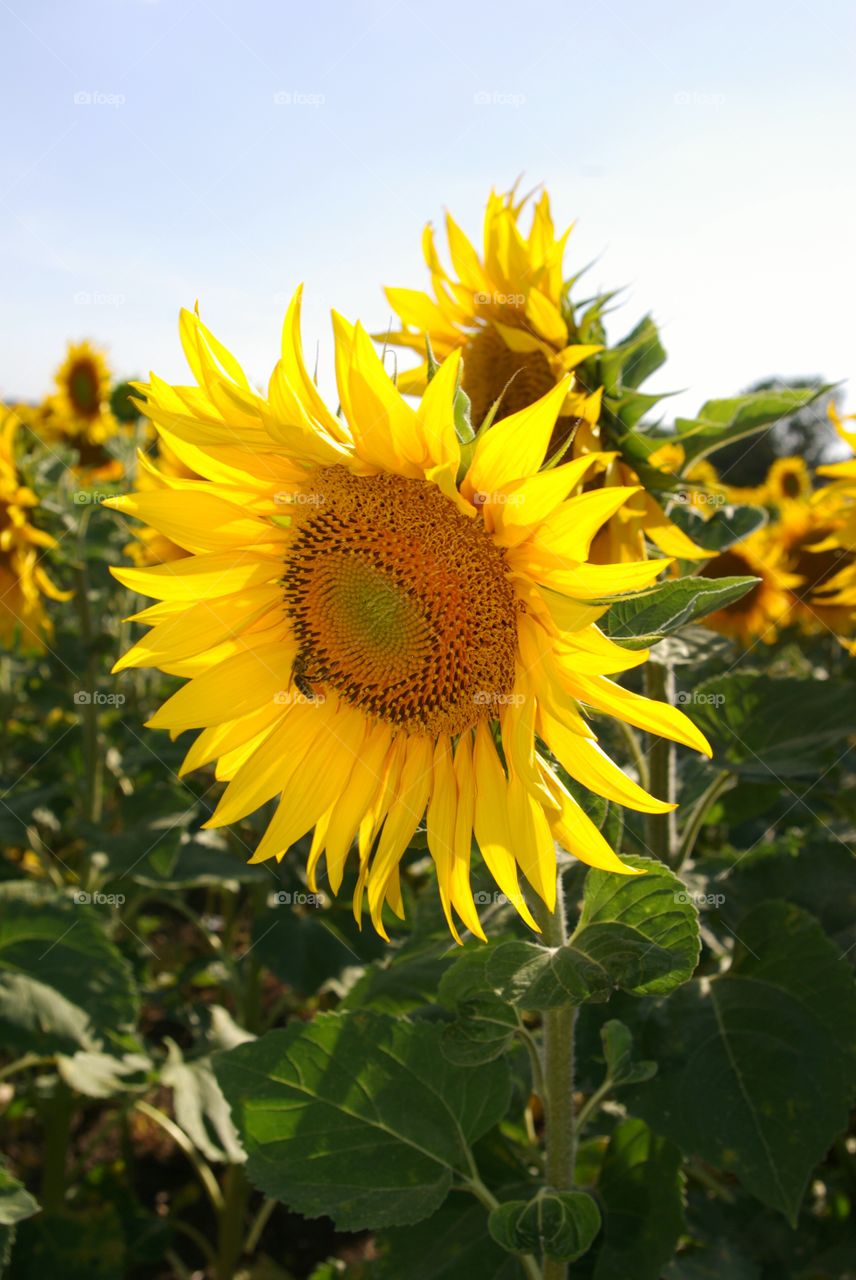 Sunflowers