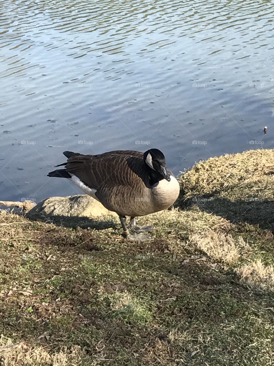 Duck at the Lake