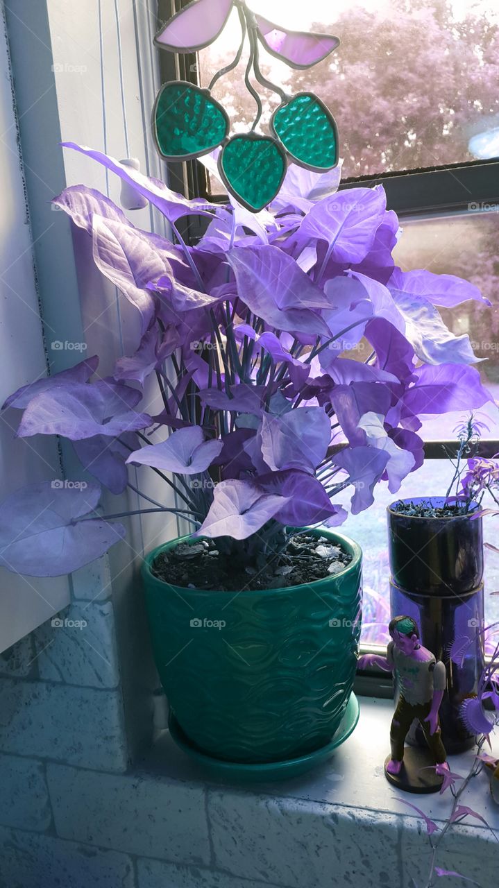 purple plant and